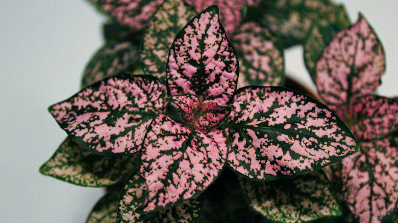 polka dot pink plant