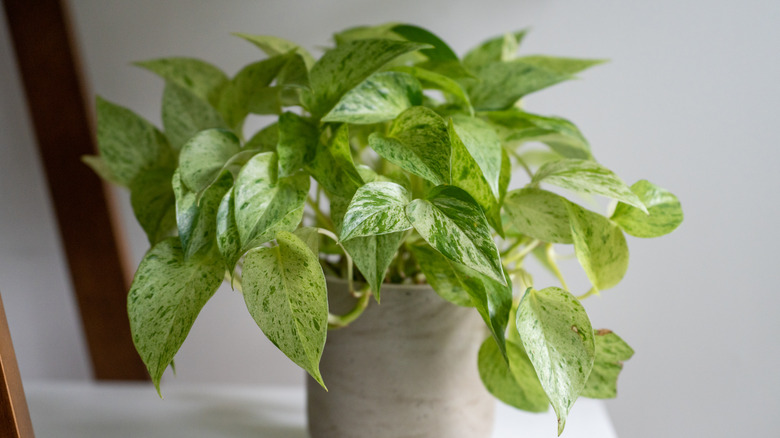 pothos plant