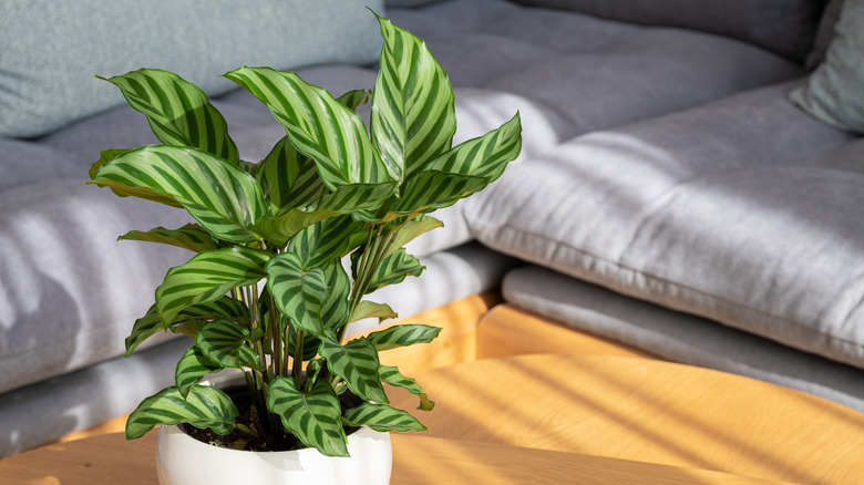 calathea plant