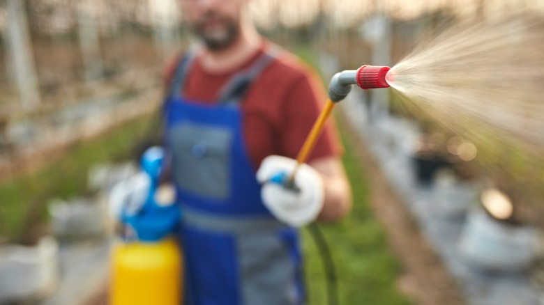 Person spraying herbicides