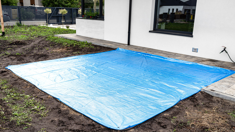 Using tarp to smother Japanese knotweed