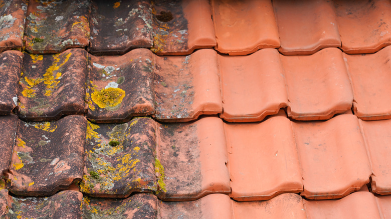 Moss on roof shingles