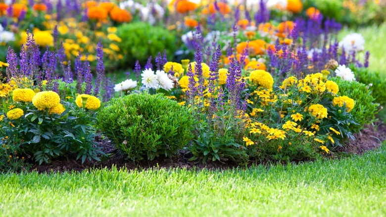 A lush flower bed with grass growing alongside it