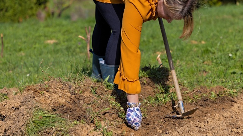 Woman removing grass with a garden hoe