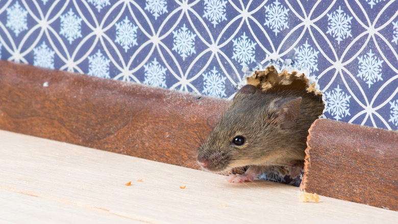 mouse coming out of wall