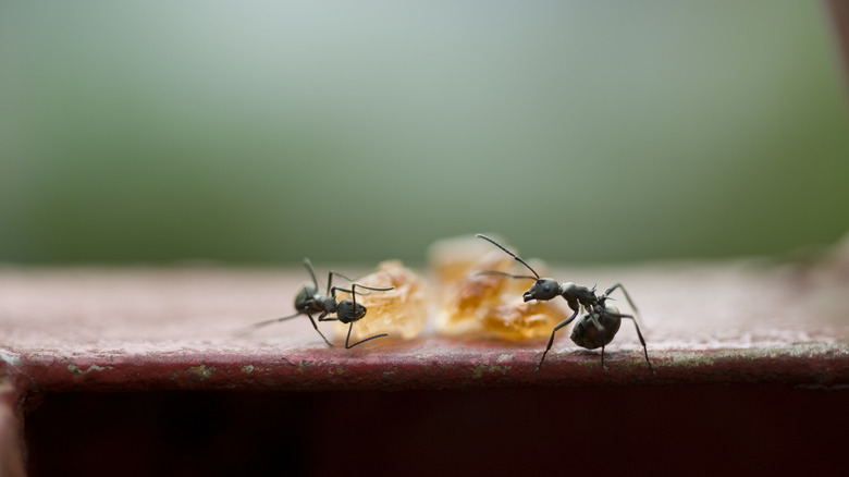 sugar ants on table