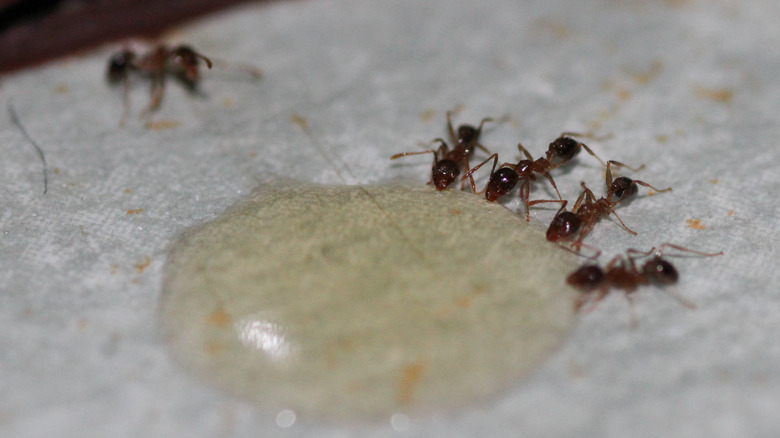 formiche raccolte attorno all'esca per il miele