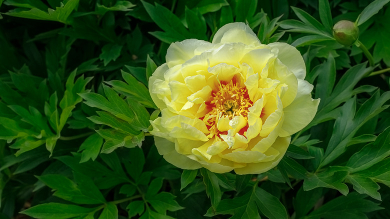 Yellow Bartzella hybrid peony blossom