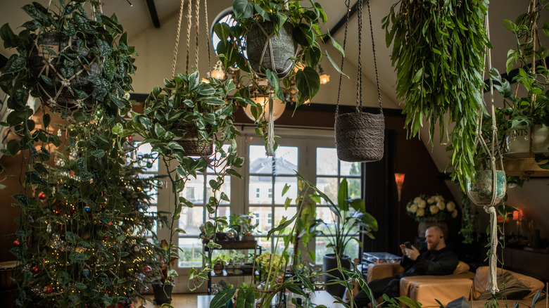 Room full of houseplants