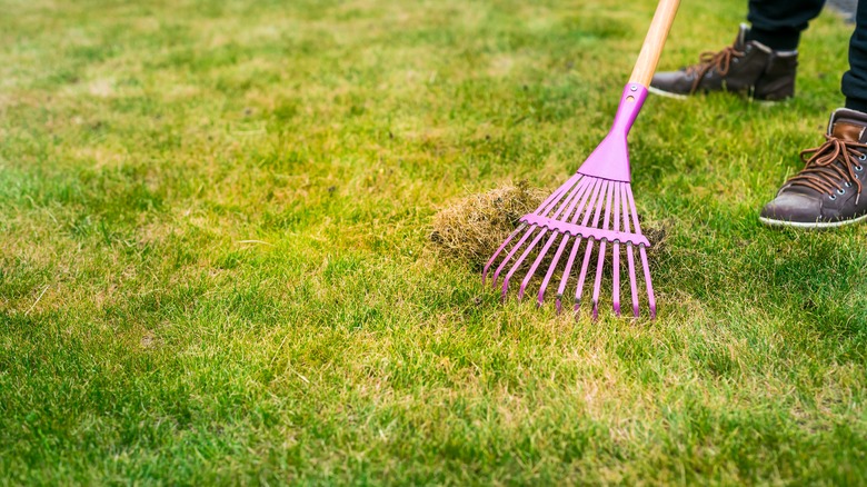 Dethatching lawn with pink rake
