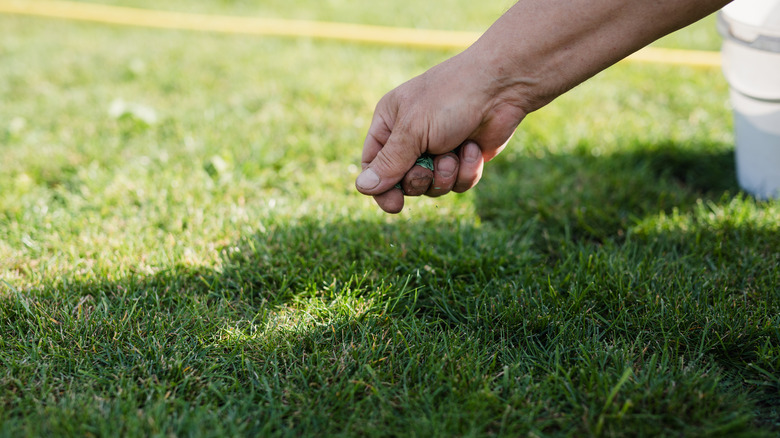 Hand sprinkling seed over lawn