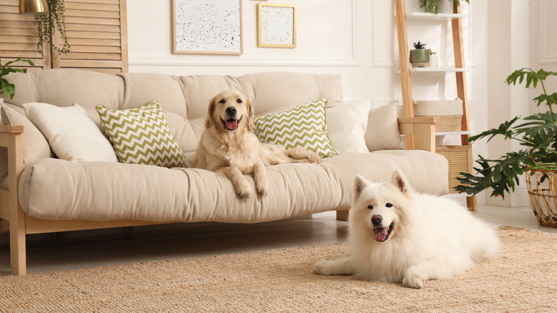 two dogs in living room