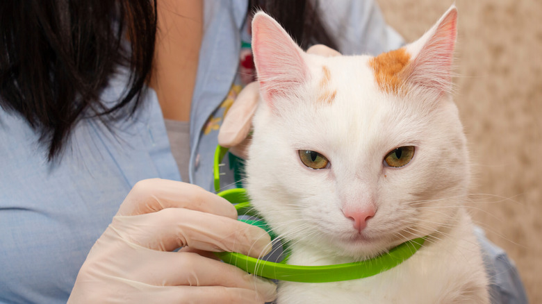 cat with flea collar
