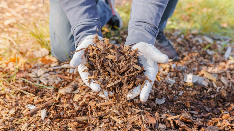 Person holding mulch in their hands