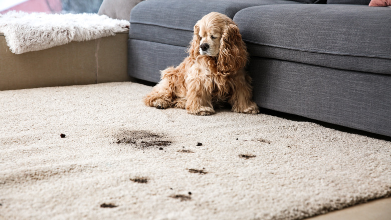 Dog and carpet stains