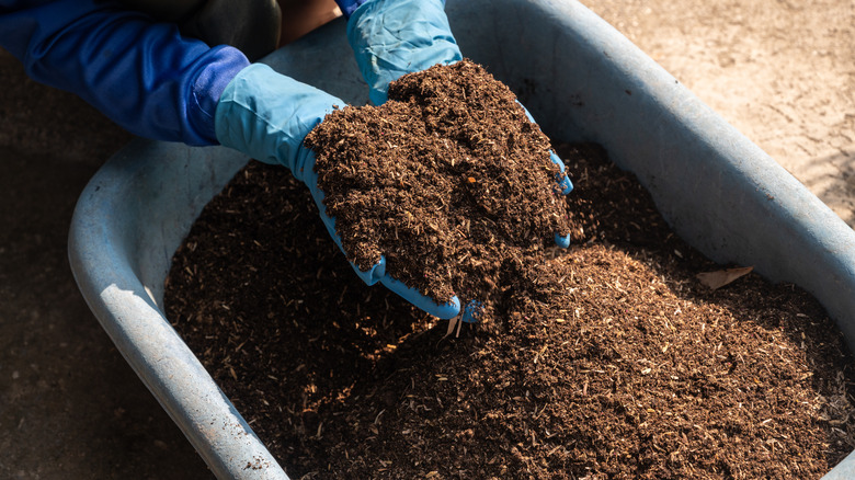 Two gloved hands scoop soil from a bin.