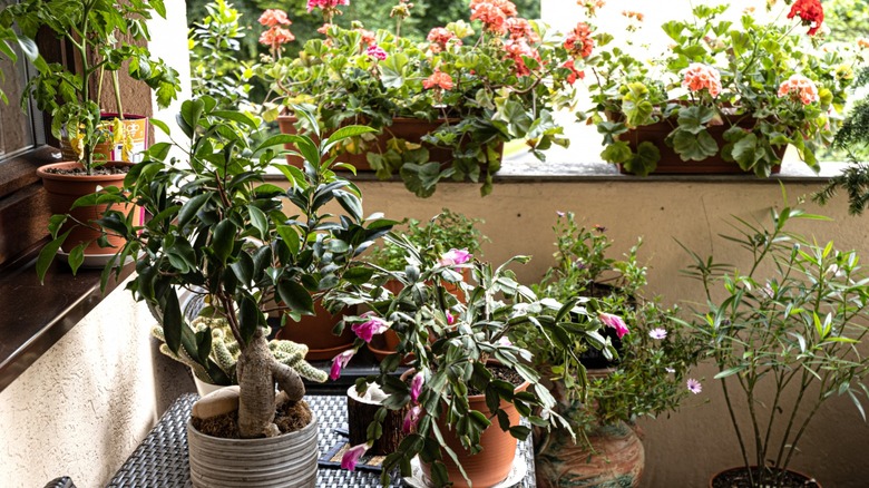 Beautiful balcony garden variety plants