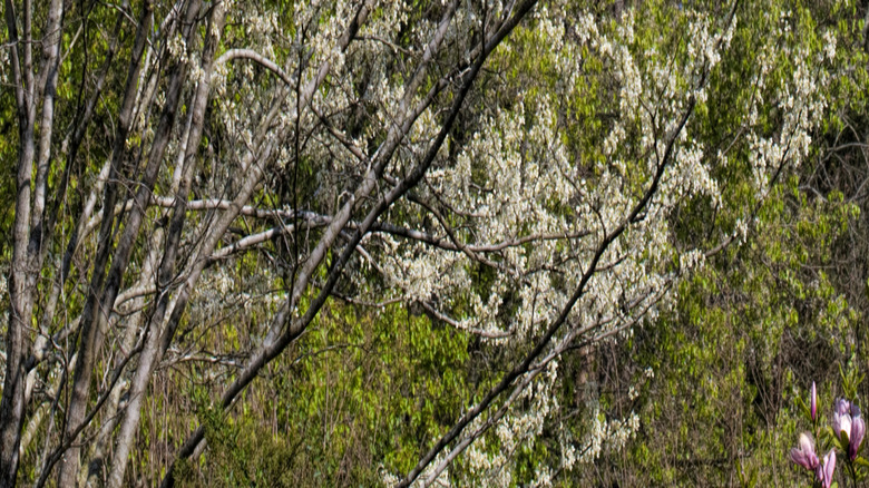 Thebranches of a Cercis canadensis 'Royal White' covered in flowers
