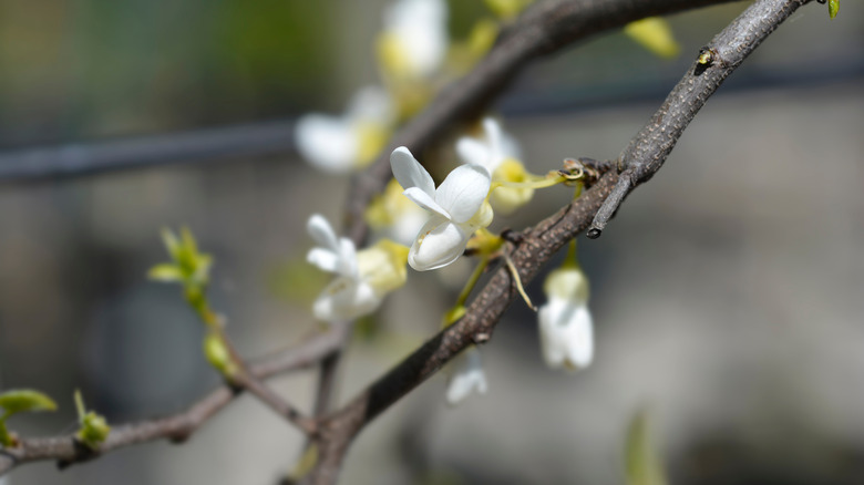 A close up of the flowers a 'Royal White' redbud grows