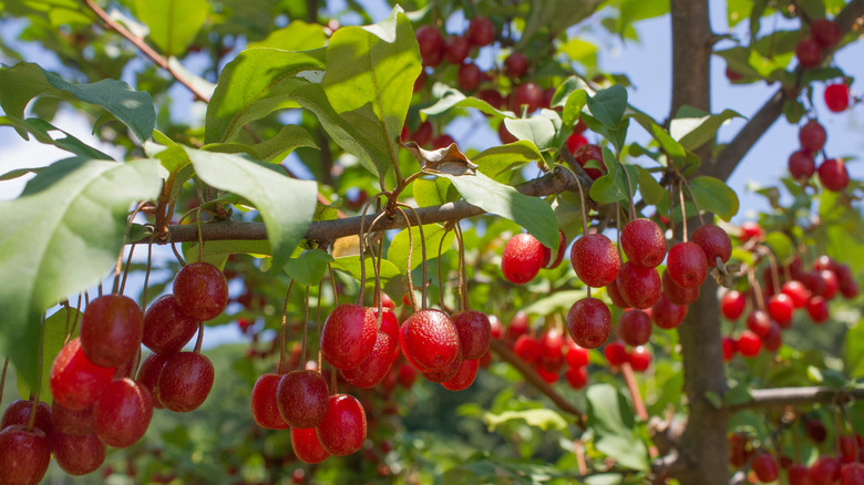 Ripe red fruits of autumn olive