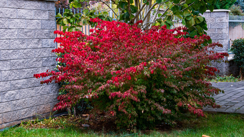 Red burning bush growing in garden