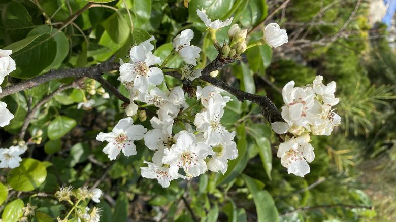 White flowers of Callery pears in bloom
