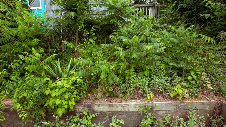 A landscaping bed with invasive plants