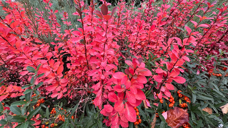 Colorful foliage of Japanese barberry