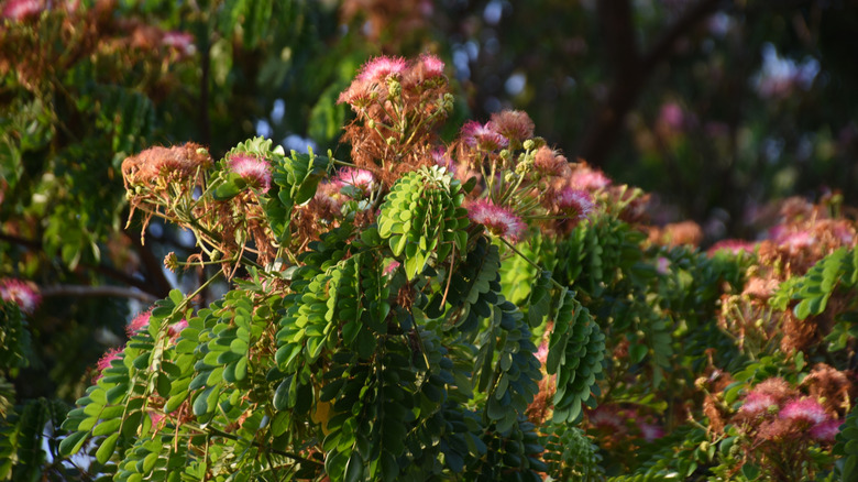 Pink flowers of mimosa trees in bloom