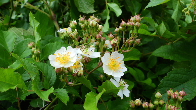 White flowers with yellow centers of multiflora rose