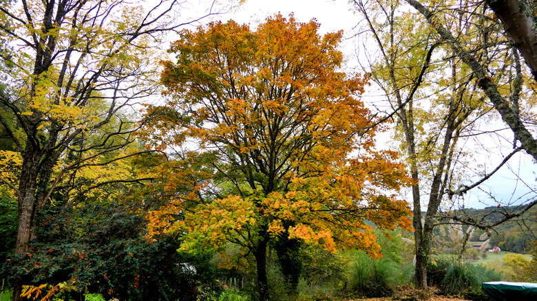 Norway maple tree with golden leaves in autumn