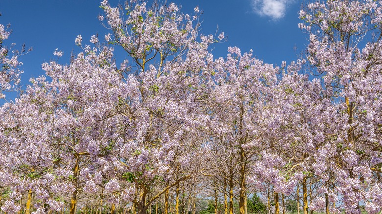 Pretty flowers on princess trees