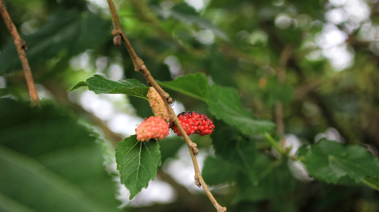 Ripe white mulberry fruits on branches