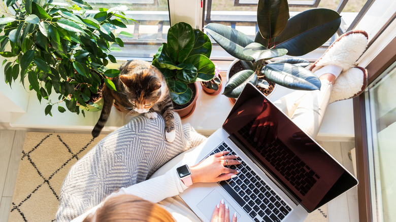 Person remote work with cat