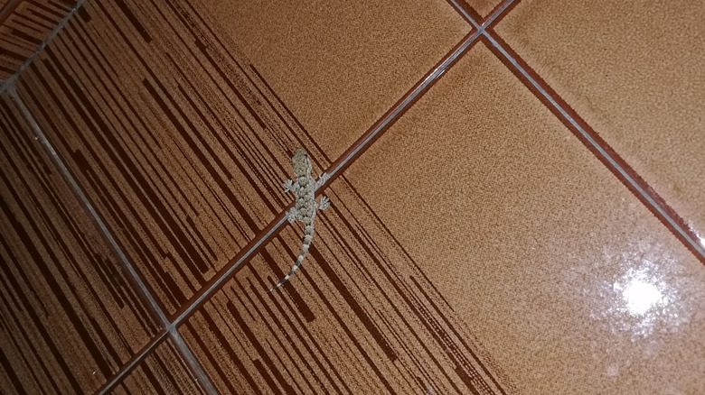 A small lizard on a tiled wall