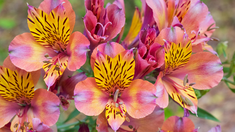 A close up on yellow and pink alstroemerias.