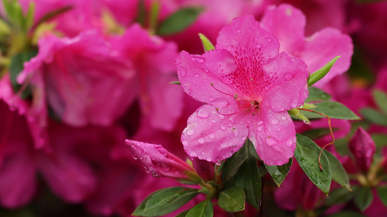 A pink zinnia flower in focus on a blurry backdrop.