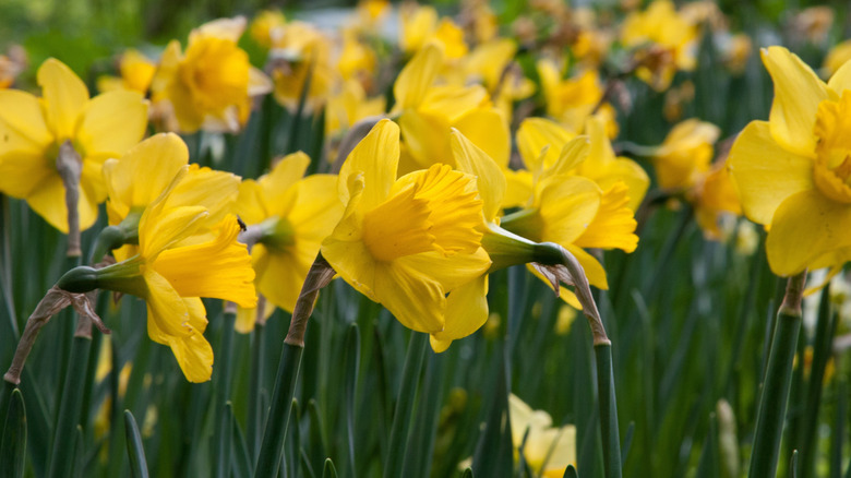 A garden of bright yellow daffodils.