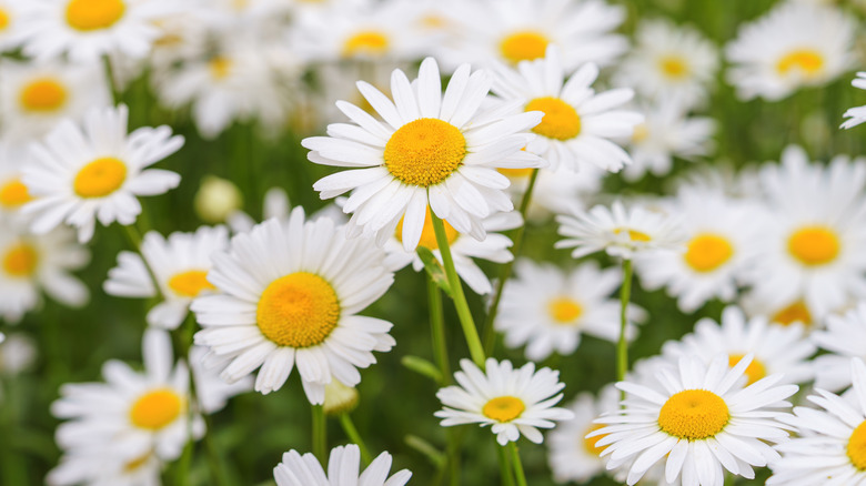 A meadow of small white daisies.