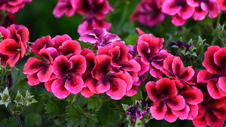 A bunch of bright pink geraniums.