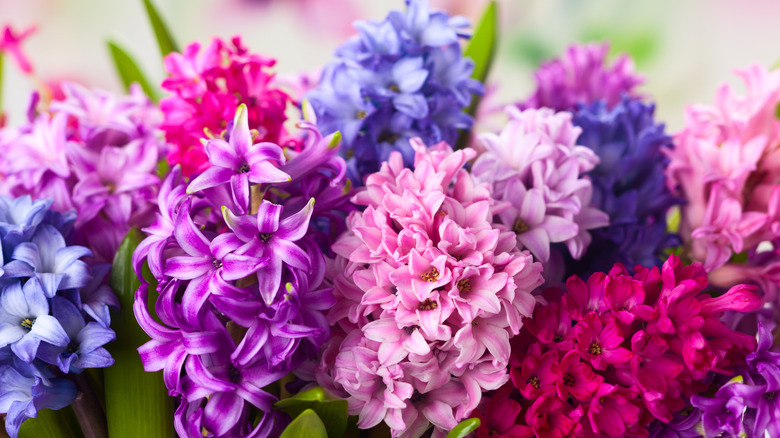 Bunches of purple and pink hyacinths.