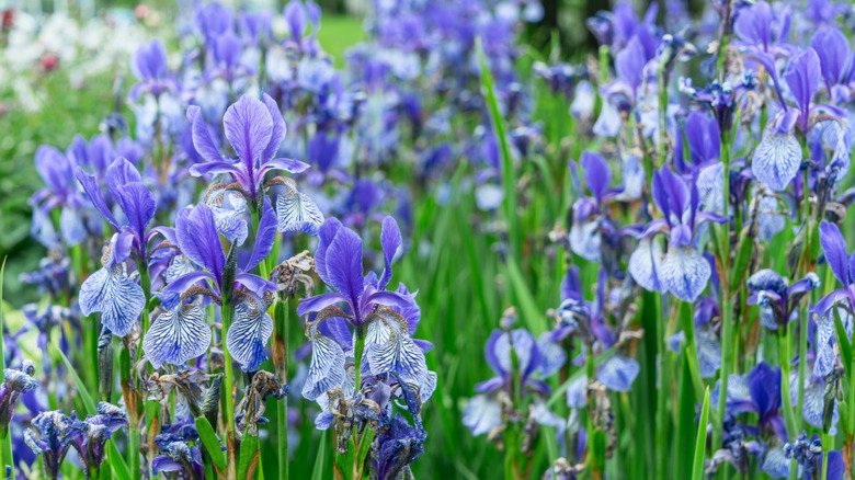A garden of purple iris flowers.