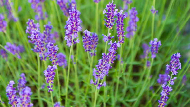 Bright purple lavender flowers with green stems.
