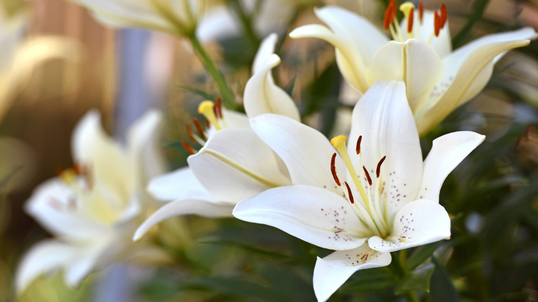 Three white lilies in the foreground.