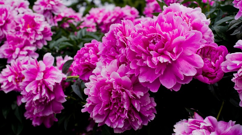 A bush of bright pink peonies.