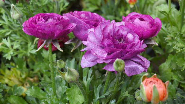 Bright purple ranunculus flowers.