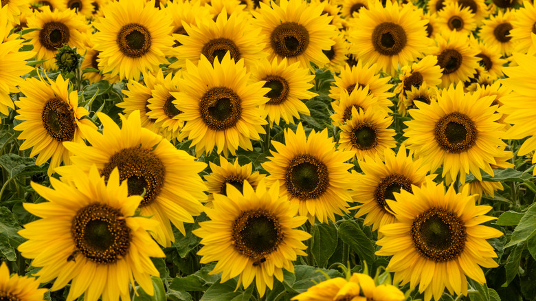 A field of bright yellow sunflowers.