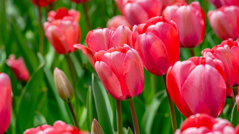 A field of red vibrant tulip flowers.