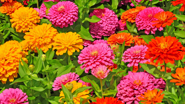 Many pink, red, and orange zinnia flowers.