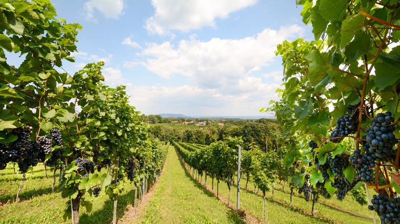 rolling green vineyards in Napa